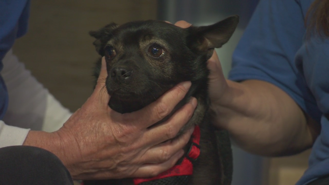 Pet Project: Kane from San Gabriel Valley Humane Society