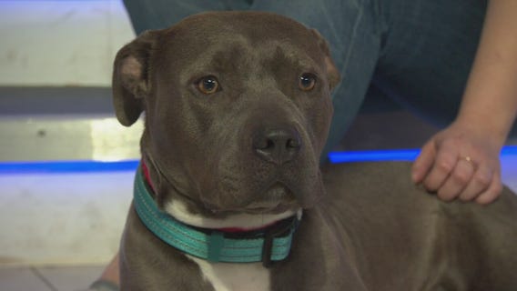Pet Project: Molly from Michelson Found Animals Adopt & Shop