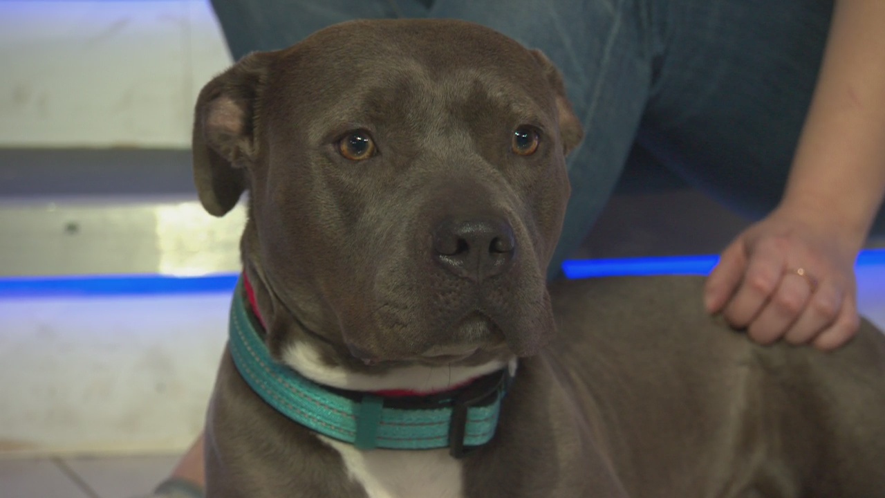 Pet Project: Molly from Michelson Found Animals Adopt & Shop