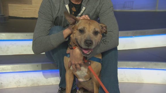Pet Project: Boxy Brown from NKLA Pet Adoption Center