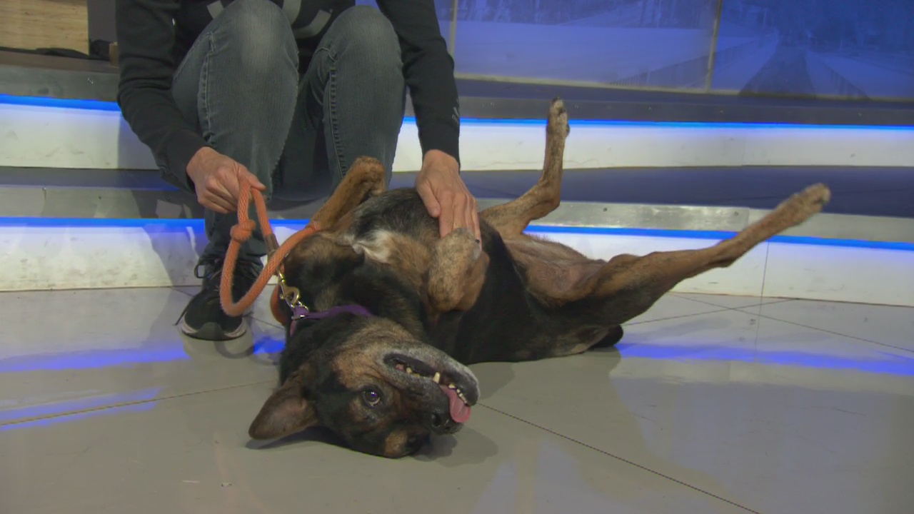 Pet Project: Lola from Best Friends Animal Society