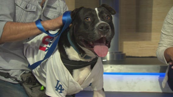 Pet Project: Gordo from League of Extraordinary Mutts