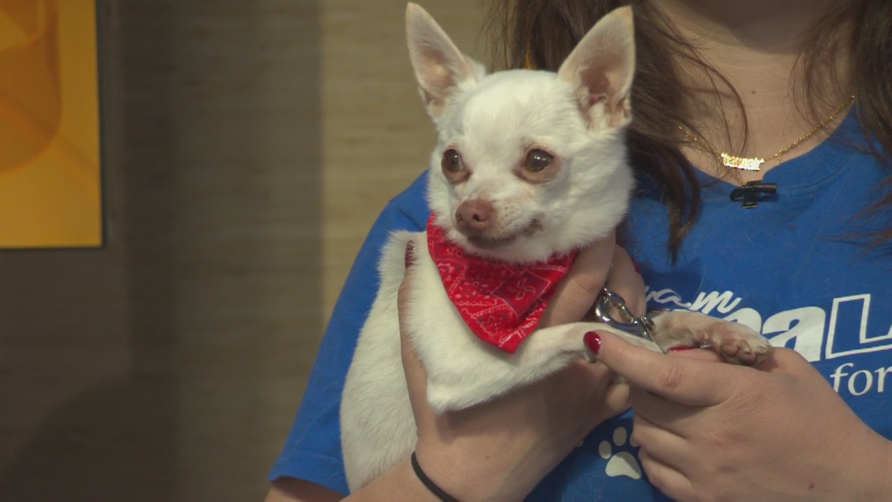 Pet Project: Pascal from spcaLA