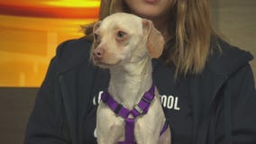 Pet Project: Talitha from Paw Works