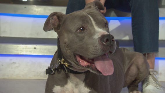 Pet Project: Blu from Mutt Match