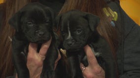 Pet Project: Carlos and Miguel from Doggie Tahiti