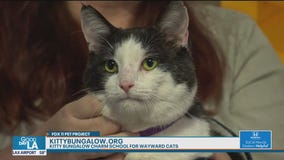 Pet Project: Stefano from Kitty Bungalow Charm School for Wayward Cats