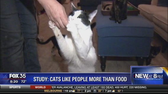 Study: cats like people more than food