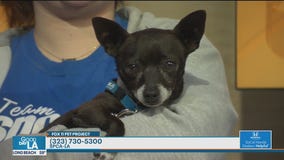 Pet Project: Ranger from spcaLA