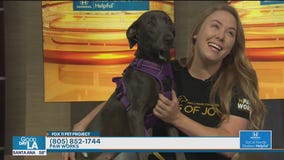 Pet Project: Harper from Paw Works