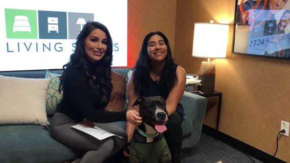 Pet Project: Sammy from League of Extraordinary Mutts