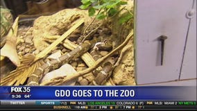 Good Day Orlando visits the zoo