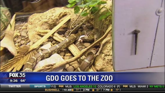 Good Day Orlando visits the zoo