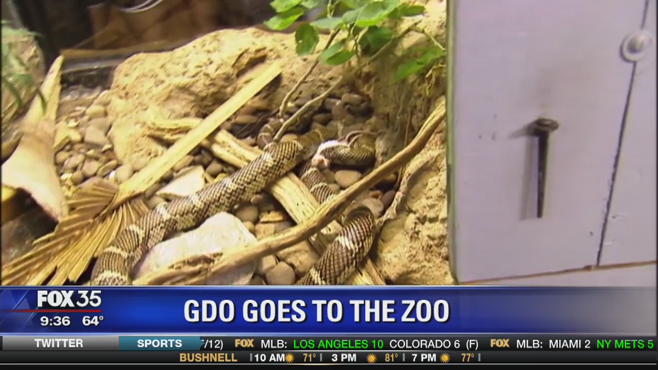 Good Day Orlando visits the zoo