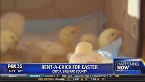 Rent-a-Chick for Easter