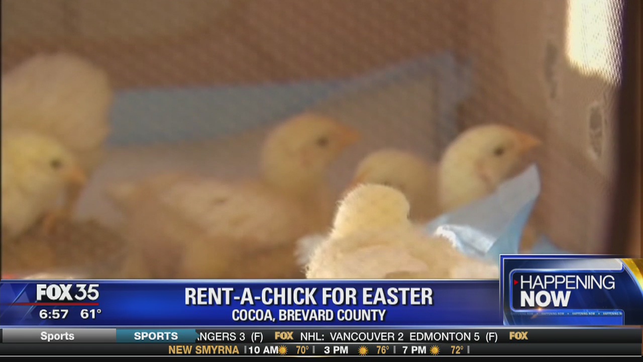 Rent-a-Chick for Easter