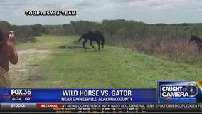 Wild horse versus gator in Alachua County