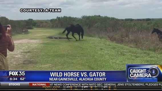 Wild horse versus gator in Alachua County