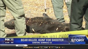 Bear killed, hunt for the shooter in Sanford