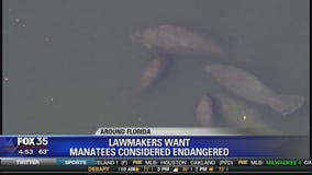 Lawmakers want manatees to be considered endangered
