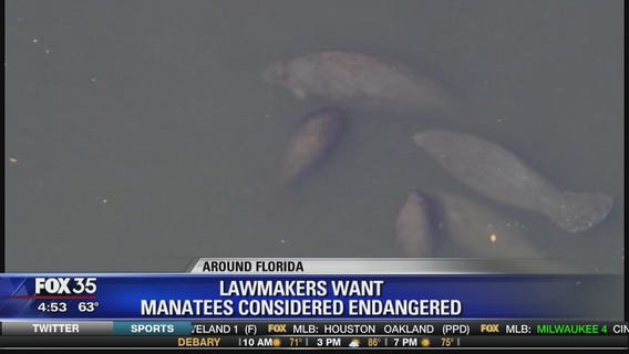 Lawmakers want manatees to be considered endangered