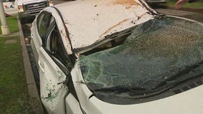 Large tree destroys car in Palms