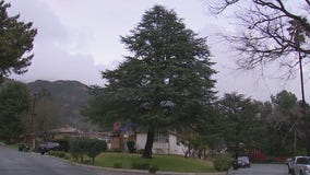 Altadena neighborhood lobbying to rescue trees from 'aggressive pruning'
