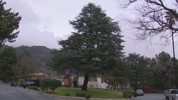 Altadena neighborhood lobbying to rescue trees from 'aggressive pruning'