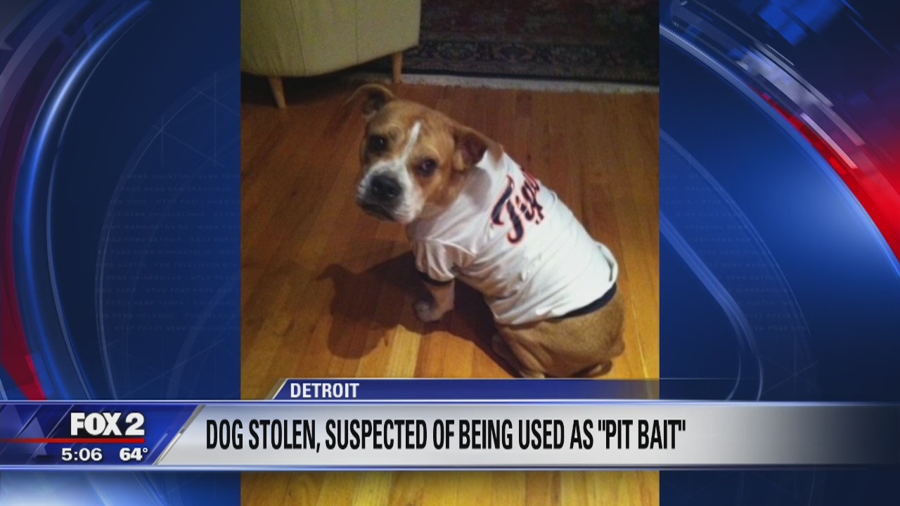 Dog stolen then returned, suspected of being used as 'bait' for dog fighting