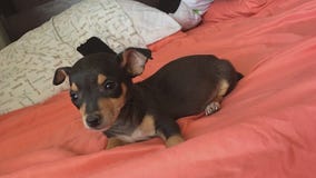 Stolen therapy dog in Palmdale