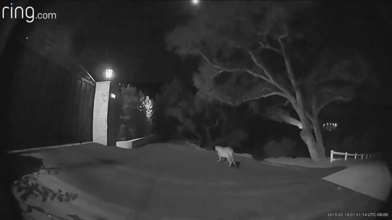 Dramatic video shows mountain lion walking up to Thousand Oaks homes