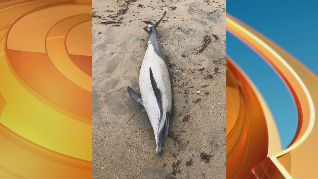 Experts concerned about rise in beached dolphins in SoCal