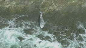 Beached whale found in San Pedro
