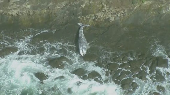Beached whale found in San Pedro