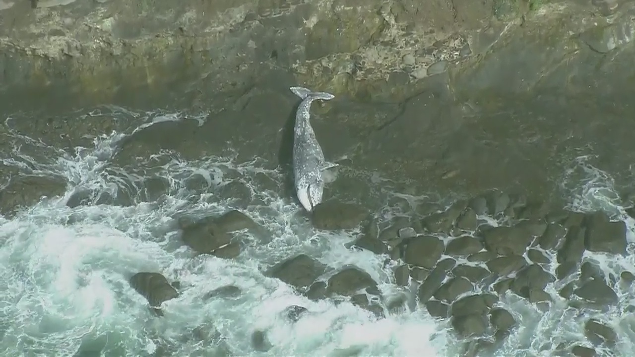 Beached whale found in San Pedro