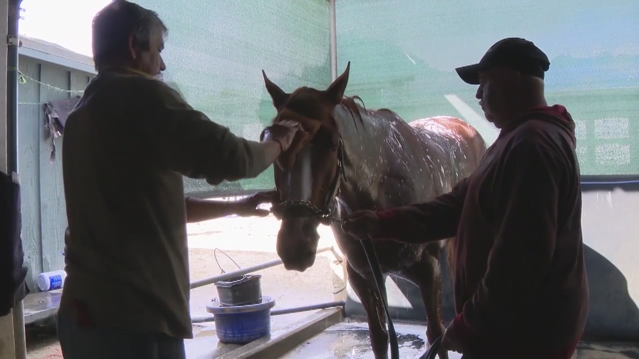 Santa Anita Park horse deaths