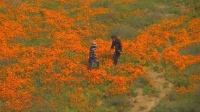 New rules to see super bloom at Walker Canyon in Lake Elsinore