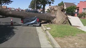Wind damage aftermath