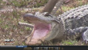 Wildfires and mating season could make gator sightings more common
