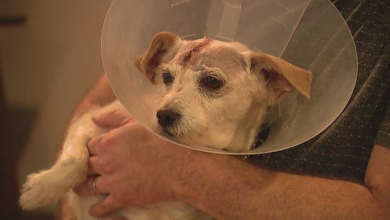 Pet dog stabbed in head by man in Woodland Hills