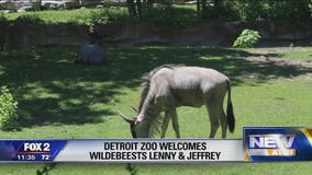 Wildebeests return to Zoo for first time since the 1930s