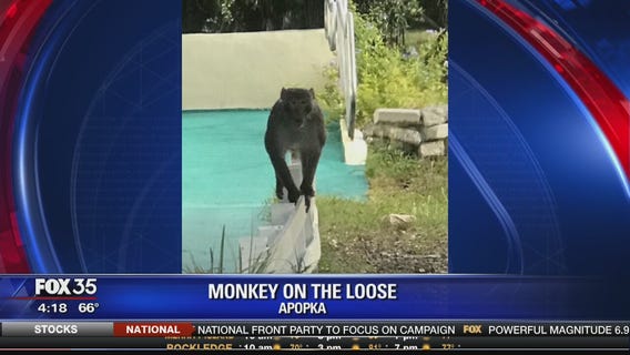 Monkey on the loose in Apopka
