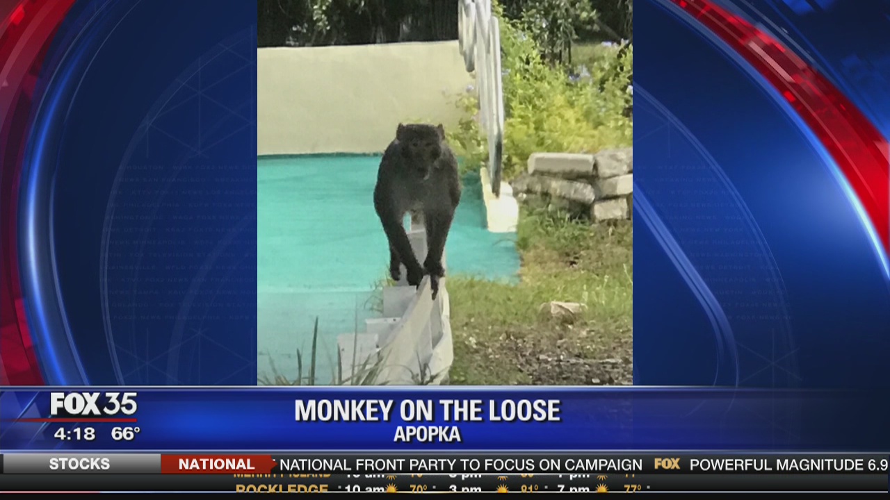 Monkey on the loose in Apopka
