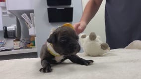Update on puppy that was burned, beaten and thrown in dumpster