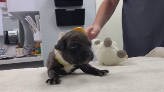 Update on puppy that was burned, beaten and thrown in dumpster