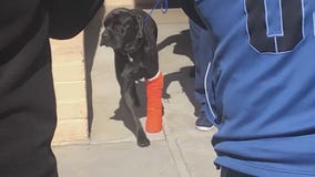 Wild pursuit injures two dogs