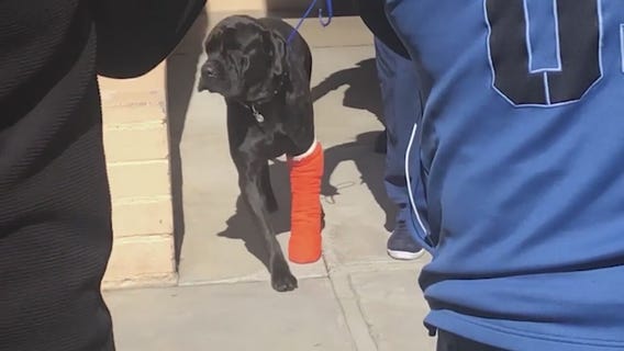 Wild pursuit injures two dogs