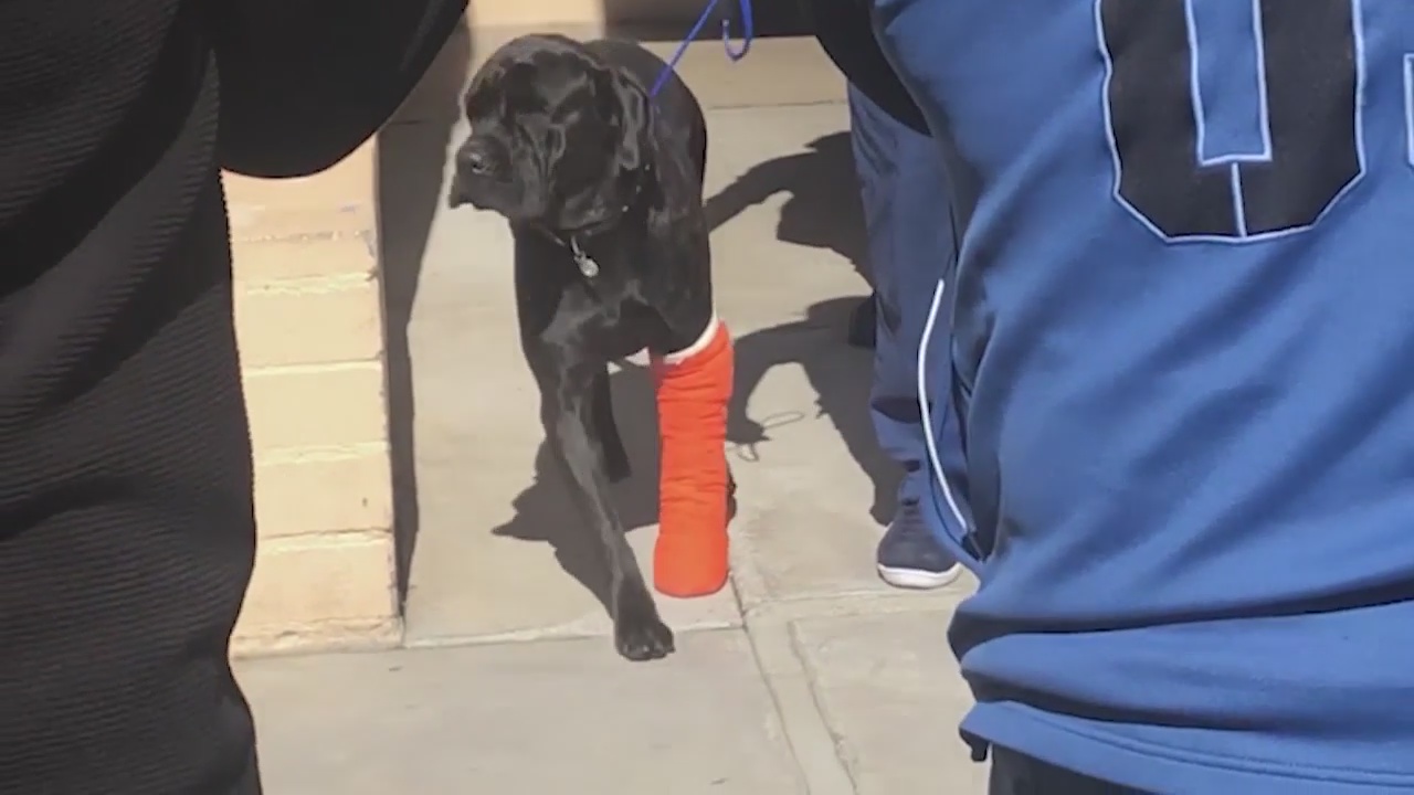 Wild pursuit injures two dogs