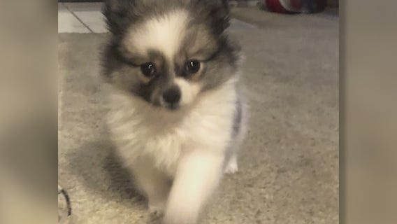 Santa Clarita woman's puppy stolen then sold on Craigslist