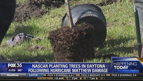 Nascar planting trees in Daytona following Hurricane Matthew damage